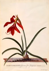 Lilio-Narcissus Jaobean Lily, c. 1743 gravura colorida à mão.