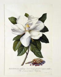 Magnólia grandiflora, c.1743 (gravura colorida à mão)