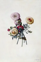 Ranunculas mistas, c.1743 (gravura colorida à mão)