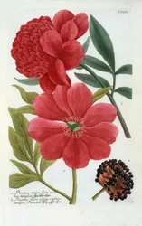 Paeonia, gravura colorida à mão.