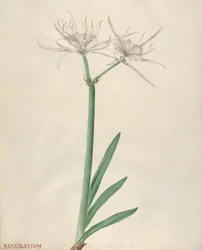 Pancrácio, 1738-70