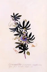 Passiflora Granadilla, c. 1745 gravura colorida à mão.