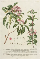 Selecionar plantas: Não. 38.