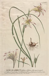 Selecionar plantas: Não. 39 - lírio-Gladiolus.