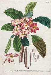 Selecionar plantas: Não. 41.