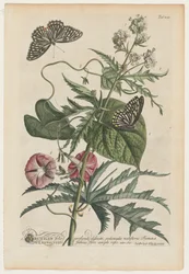 plantas e borboletas rara No. 7, 1748.