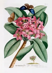 Plumeria, c. 1749 gravura colorida à mão .