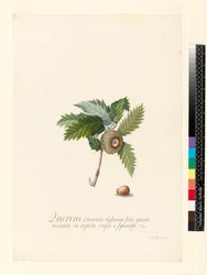 Quercus Orientalis, 1742 (wc e bodycolour em velino)
