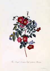 A Rosa da Virgem Real sem espinhos, C. 1745 gravura colorida à mão.