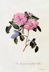 A Rose Mensal Riscada, c. 1745 gravura colorida à mão.