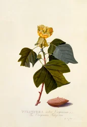 A Tulipa da Virgínia, c. 1743 gravura colorida à mão.