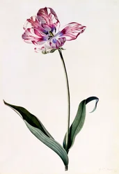 Tulipa, c. 1745 gravura colorida à mão.