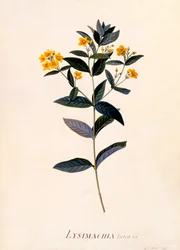 Amarelo Loosestrife, c 1760 gravura colorida à mão.