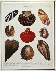 Bivalves, placa XV de "G. W. Knorr