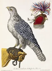 Falcoaria, Placa 3, de "Natureza encanta: Select", 1771
