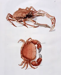 Ilustração de lagosta e caranguejo,
