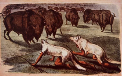 Índios das planícies da América do Norte rastejam em búfalos pastando enquanto usam peles de lobo, c.1840 (cor litho)