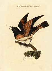 Redstart americano, Setophaga ruticilla