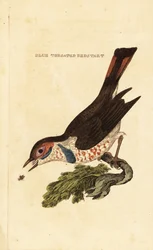 Bluethroat, Luscinia svecica