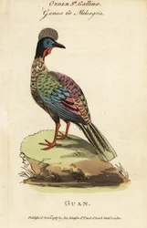 Guan Crested, Penelope purpurascens