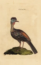 Guan Crested, Penelope purpurascens