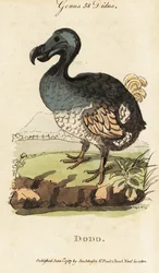 Dodô extinto, Raphus cucullatus (Didus ineptus)