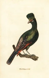Guiné turaco ou turaco verde, Tauraco persa