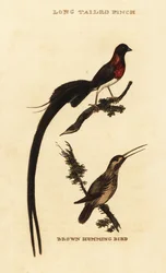Paraíso de cauda longa whydah, Vidua paradisaea e beija-flor rufo, Selasphorus rufus