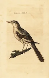 Pássaro zombador do norte, Mimus polyglottos