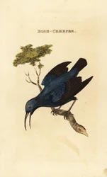 Pregador de mel roxo, Cyanerpes caeruleus