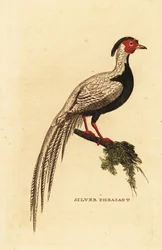 Faisão de prata, Lophura nycthemera