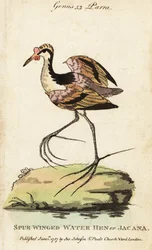 Jacana Wattled, Jacana Jacana Jacana