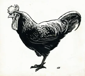 A galinha, década de 1950 (placa de raspagem)