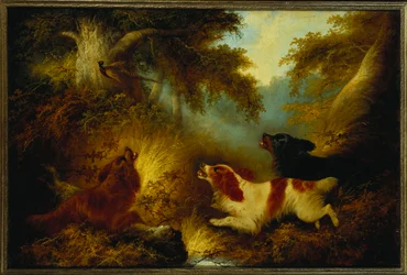 Spaniels colocando um faisão