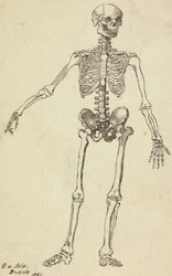 Desenho de um esqueleto