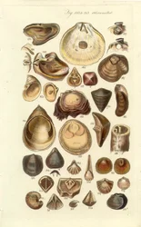 Placa Concológica Manual 11. Ostras e outras conchas