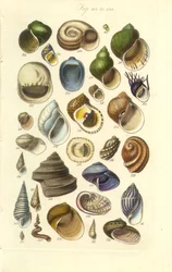Placa Manual Conchológico 15. Conchas coloridas incluindo conchas de Abalone