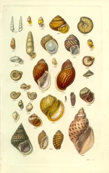 Placa Concológica Manual 25. Conchas terrestres coloridas