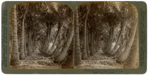 Avenida dos coqueiros, Flórida, EUA, 1891.