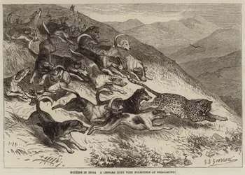 Caça na Índia, uma caçada de leopardo com Foxhounds em Ootacamund