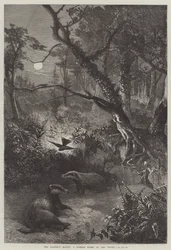 O assombrador do texugo, uma noite de verão na mata