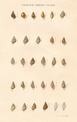 Escudos britânicos, c1859.