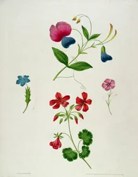 Uma ilustração de &39;Um novo Tratado sobre pintura de flor, ou, cada senhora seu próprio mestre de desenho&39;, 1816 (cor impressa stipple gravura com mão de colorir)