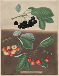 Pomona Britannica: No. 10 - Cerejas
