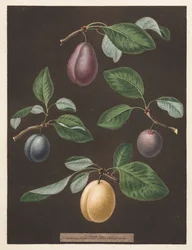 Pomona Britannica: No. 17 - Ameixas
