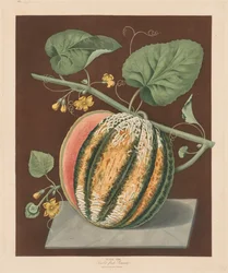 Pomona Britannica: Não. 64 - Carne escarlate Romana Melon, 1812.