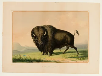 Pastoreio de touros de búfalo--no.2