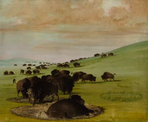 Touros de búfalo num muro