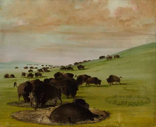 Touros de búfalo em um Wallow, 1837-1839.