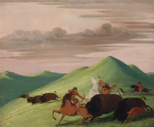 Buffalo Chase, touro a proteger uma vaca e um bezerro
